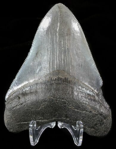 Serrated, Fossil Megalodon Tooth - Georgia #51020